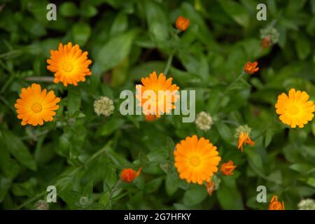 Calendula officinalis ist die bekannteste Art von Calendula. Es ist auch als Ringelblume bekannt und wird für seine medizinischen Eigenschaften gepriesen. The Che Stockfoto