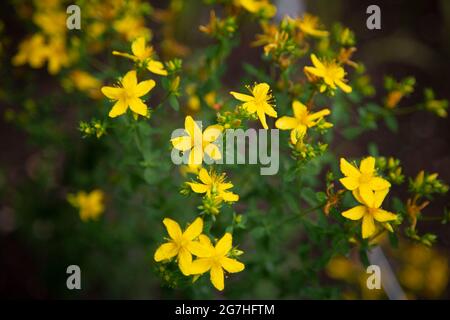 Hypericum perforatum, Johanniskraut, wird zur Behandlung von Depressionen und anderen Stimmungsstörungen geschätzt und gegen Covid-19 getestet. Die Chelsea Physic Stockfoto