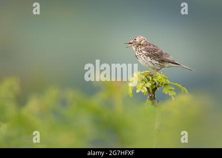 Skylark auf Bracken im Exmoor National Park Stockfoto