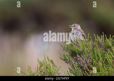 Skylark thront auf Heidekraut. Stockfoto