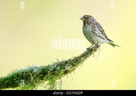 Lesser Redpoll thronte auf einem Ast. Stockfoto