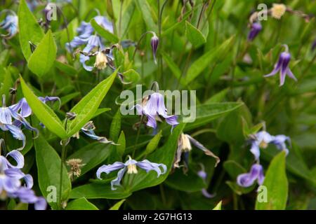 Clematis integrifolia 'Blue Ribbons' ist ein niedrig wachsender Strauch clematis mit gewellten Blütenblättern. Stockfoto