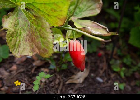 Die reifen, roten Früchte von Sinopodophyllum - eine krautige Staudenpflanze aus der Familie der Berberidaceae, die allgemein als Himalaya bekannt ist, können Apfel sein. Die Wurzel und Stockfoto