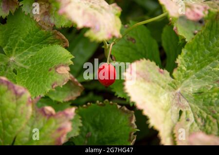 Sinopodophyllum ist eine krautige Staudenpflanze aus der Familie der Berberidaceae, die allgemein als Himalaya-May-Apfel bekannt ist. Die Wurzel und das Rhizom der Pflanze Stockfoto