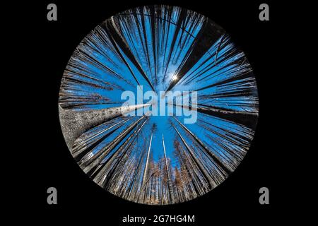 Fischaugenobjektiv Ansicht von Lodgepole Pine, Pinus contorta, Wald, der im Tafelbergfeuer von 2012 verbrannt wurde, Tafelberg, Okanogan-Wenatchee National Forest Stockfoto