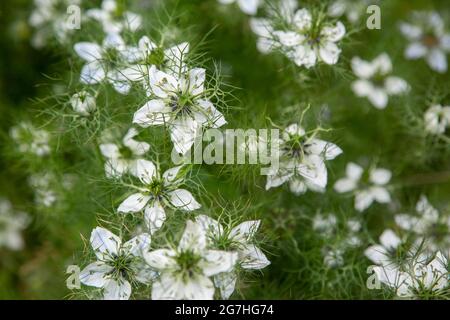 Nigella damascena (schwarzer Kümmel, schwarzer Kreuzkümmel) ist eine einjährige Blütenpflanze aus der Familie der Ranunculaceae. Seine Samen werden nicht nur für ihren Geschmack verwendet Stockfoto