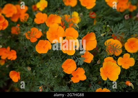 Eschschschscholzia californica oder kalifornischer Mohn ist eine blühende Pflanze aus der Familie der Papaveraceae, die in den Vereinigten Staaten und Mexiko, dem C., beheimatet ist Stockfoto