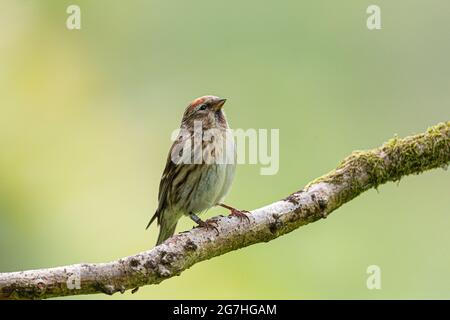 Lesser Redpoll thronte auf einem Ast. Stockfoto