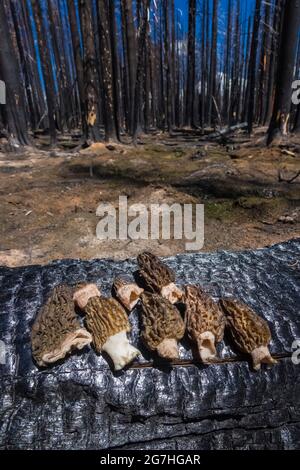 Ein Jahr nach dem Tafelbergfeuer 2012, Tafelberg, Okanogan-Wenatchee National Forest, Washington, pflücken brennende Morchella-Pilze, Morchella sp Stockfoto