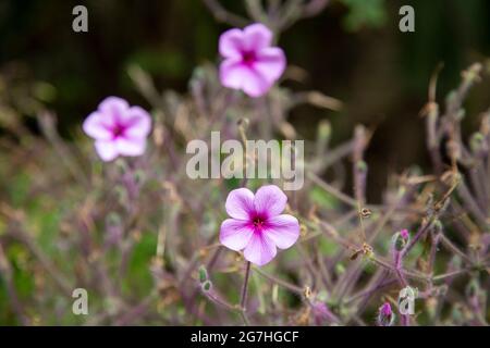 Die größte Geranienart, Geranium maderense, auch als Riesenkranesschnabel bezeichnet, ist eine purpurrosa Geranie, die auf Madeira, dem Chelsea Phy, beheimatet ist Stockfoto