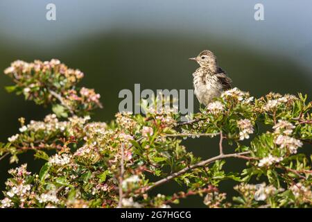 Skylark thront in einem Weißdornbaum. Stockfoto