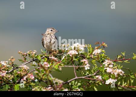 Skylark thront in einem Weißdornbaum. Stockfoto