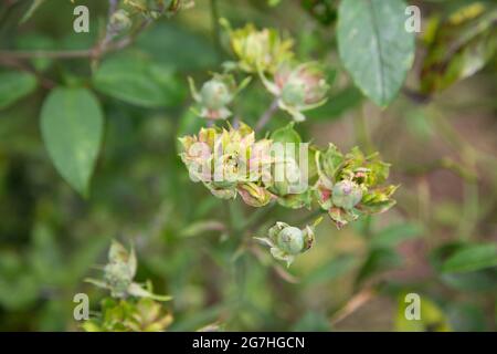 Rosa chinensis veridiflora, auch bekannt als Chinarose oder Grüne Rose, ist in einigen alten chinesischen Gemälden zu sehen. Stockfoto