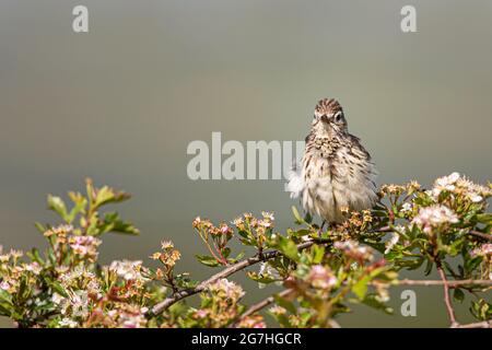 Skylark thront in einem Weißdornbaum. Stockfoto