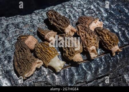 Ein Jahr nach dem Tafelbergfeuer 2012, Tafelberg, Okanogan-Wenatchee National Forest, Washington, pflücken brennende Morchella-Pilze, Morchella sp Stockfoto