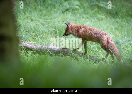 Fox auf der Suche nach Nahrung im Exmoor National Park. Stockfoto