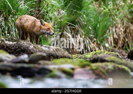 Fox auf der Suche nach Nahrung im Exmoor National Park. Stockfoto