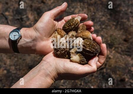 Ein Jahr nach dem Tafelbergfeuer 2012, Tafelberg, Okanogan-Wenatchee National Forest, Washington, pflücken brennende Morchella-Pilze, Morchella sp Stockfoto