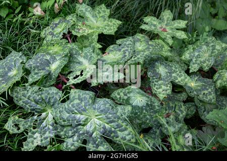 Podophyllum versipelle „Spotty Dotty“, auch bekannt als Mayapple im Chelsea Physic Garden, London, Großbritannien. Der Chelsea Physic Garden ist einer der ältesten Stockfoto