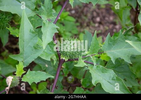 Datura quercifolia, allgemein bekannt als der eichenblättrige Dorn-Apfel, ist ein kleiner Strauch der Gattung Datura, den Alexander von Humboldt 181 erstmals beschrieb Stockfoto