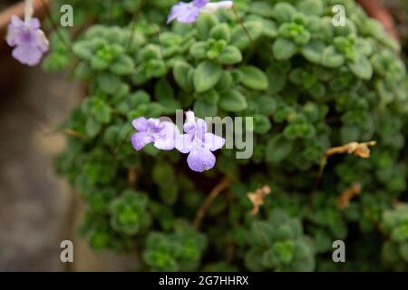 Streptocarpus saxorum, auch bekannt als falsches Afrikanviolett im Chelsea Physics Garden, London, Großbritannien. Der Chelsea Physic Garden ist einer der ältesten b Stockfoto