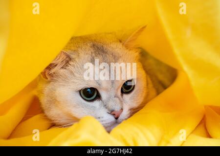 Katze in Stress und Depression, er hatte Angst und versteckte sich in einem gelben Karo. Psychologisches Konzept. Tier bereitet sich auf den kalten Winter vor. Stockfoto