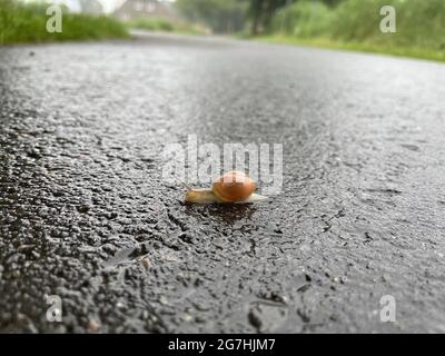 Nahaufnahme einer Schnecke, die eine asphaltierte Straße in einem ländlichen Gebiet überquert Stockfoto