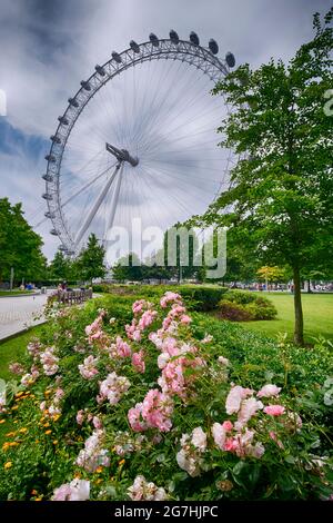 Jubilee Gardens in der Nähe des South Bank Centers in Waterloo, London, mit dem Rad des London Eye im Hintergrund. Stockfoto