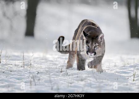 Der amerikanische Puma genießt frisch gefallenen Schnee. Stockfoto