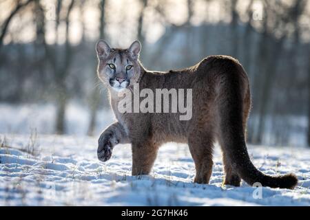 Der amerikanische Puma genießt frisch gefallenen Schnee. Stockfoto