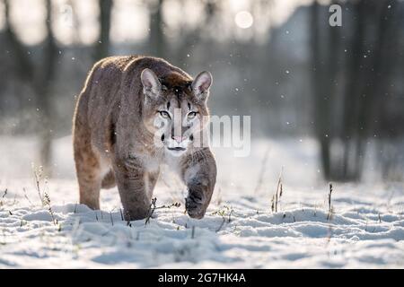 Der amerikanische Puma genießt frisch gefallenen Schnee. Stockfoto