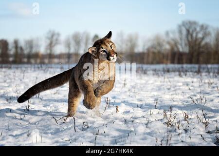 Der amerikanische Puma genießt frisch gefallenen Schnee. Stockfoto