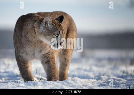 Der amerikanische Puma genießt frisch gefallenen Schnee. Stockfoto