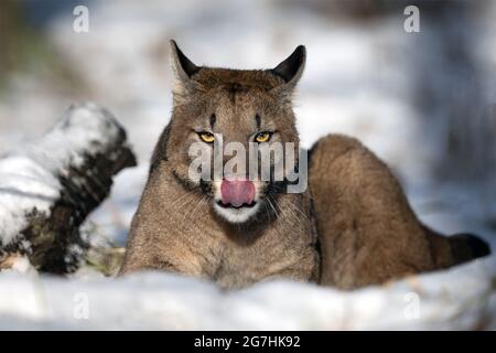 Der amerikanische Puma genießt frisch gefallenen Schnee. Stockfoto