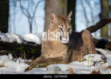 Der amerikanische Puma genießt frisch gefallenen Schnee. Stockfoto