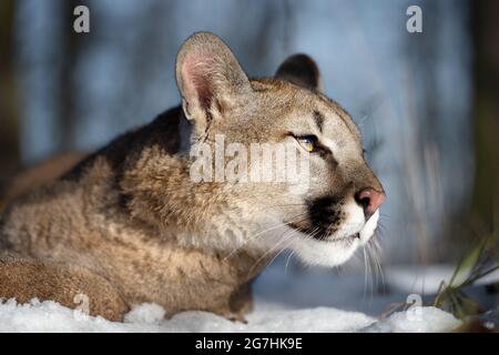 Der amerikanische Puma genießt frisch gefallenen Schnee. Stockfoto