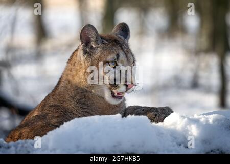 Der amerikanische Puma genießt frisch gefallenen Schnee. Stockfoto