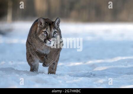 Der amerikanische Puma genießt frisch gefallenen Schnee. Stockfoto