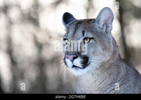 Der amerikanische Puma genießt frisch gefallenen Schnee. Stockfoto