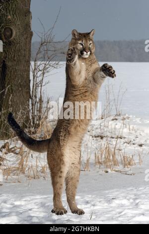 Der amerikanische Puma genießt frisch gefallenen Schnee. Stockfoto