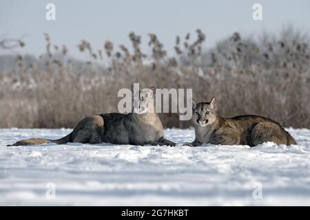 Die Pumas spielen auf einer verschneiten Wiese. Stockfoto