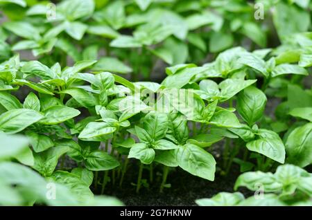 Grünes genovesisches Basilikum, das im Garten im Freien wächst. Hausgemachte Bio-Lebensmittel. Gartenkonzept. Stockfoto