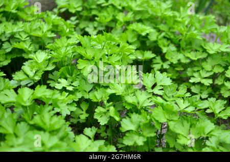 Im Garten wachsende Petersilienblätter aus der Nähe, selektiver Fokus. Konzept des Anbaus Ihrer eigenen Bio-Lebensmittel. Stockfoto