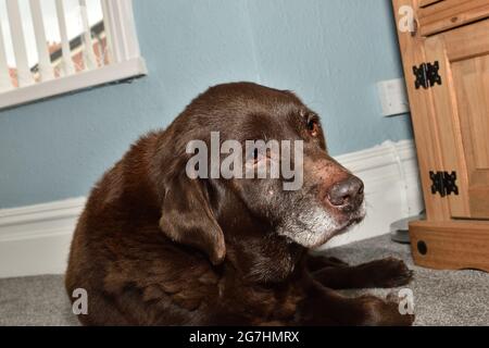 15 Jahre alte Schokolade Labrador Retriever mit grauem Bart, liegend Stockfoto