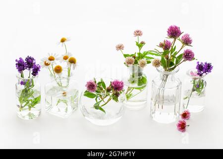 Sommer wild medizinische Blumen und Kräuter in Gläsern. Alternative Medizin Stockfoto