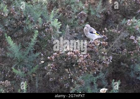 Juvenile Goldfinch Stockfoto