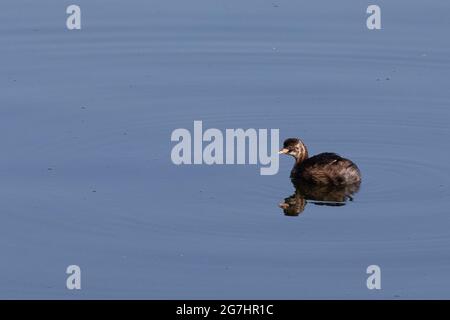 Zwergtaucher Stockfoto