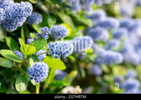 Blühende lila kalifornische Fliederblüten. Ceanothus thyrsiflorus blaue Blume im Garten. Platz für Text kopieren Stockfoto