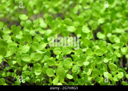 Kleine grüne Keimlinge in Anbauschale, kann als natürlicher Hintergrund verwendet werden. Geringe Schärfentiefe, selektiver Fokus. Gartenkonzept. Stockfoto