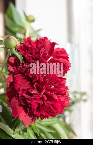 Bouquet von mauve Pfingstrosen auf einem Gartentisch.Blumenarrangement. Bouquet von roten Pfingstrosen, lat. Paeonia lactiflora in Vase auf weißem Hintergrund. Kopierraum Stockfoto